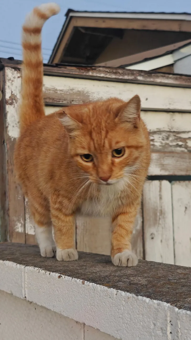 Peaches thumbnail 2