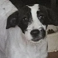 A baby medium-sized male White / Cream Labrador Retriever dog named Bucky for adoption in Andover, MA