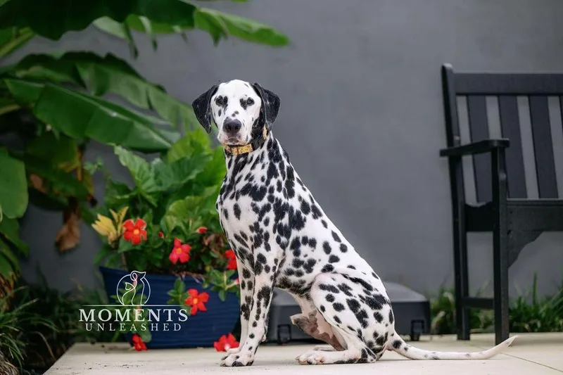 Pongo