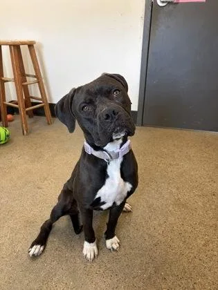 A young medium-sized female Black Pit Bull Terrier dog named Hannah for adoption in Cleveland, OH