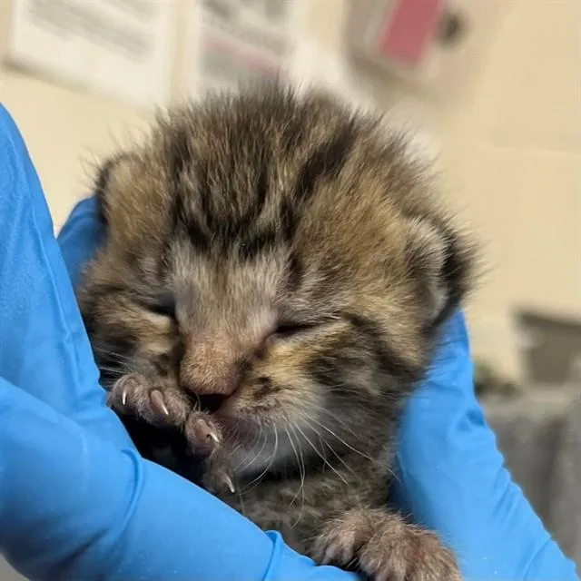 A baby small-sized male Domestic Short Hair cat named Versace for adoption in Naples, FL
