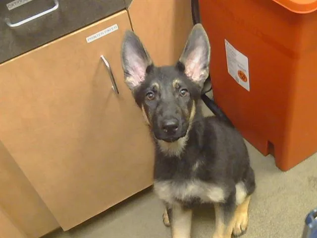 A baby small-sized female German Shepherd Dog dog named Yue for adoption in Sacramento, CA