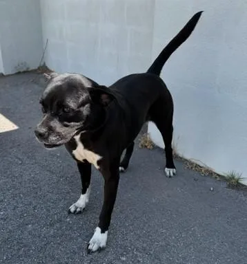 An adult medium-sized female Pit Bull Terrier dog named Luna for adoption in Chatsworth, CA
