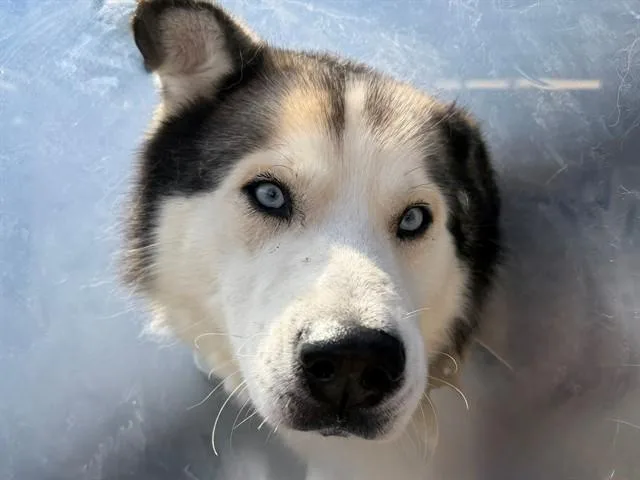 An adult large-sized male Siberian Husky dog named Muffin for adoption in Santa Rosa, CA