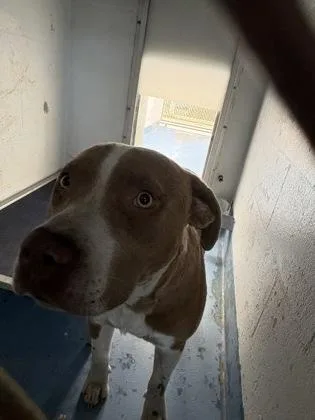 An adult medium-sized male American Bulldog dog named Cubo for adoption in Gainesville, FL