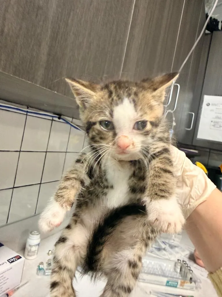 A baby medium-sized male Domestic Short Hair cat named Julian for adoption in Huntington, IN