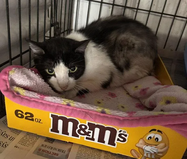 A senior medium-sized female Black & White / Tuxedo Domestic Short Hair cat named Mickey for adoption in Apollo, PA