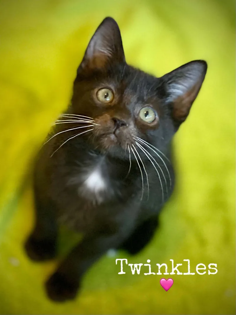 A baby medium-sized male Domestic Short Hair cat named Twinkles for adoption in Dansville, NY