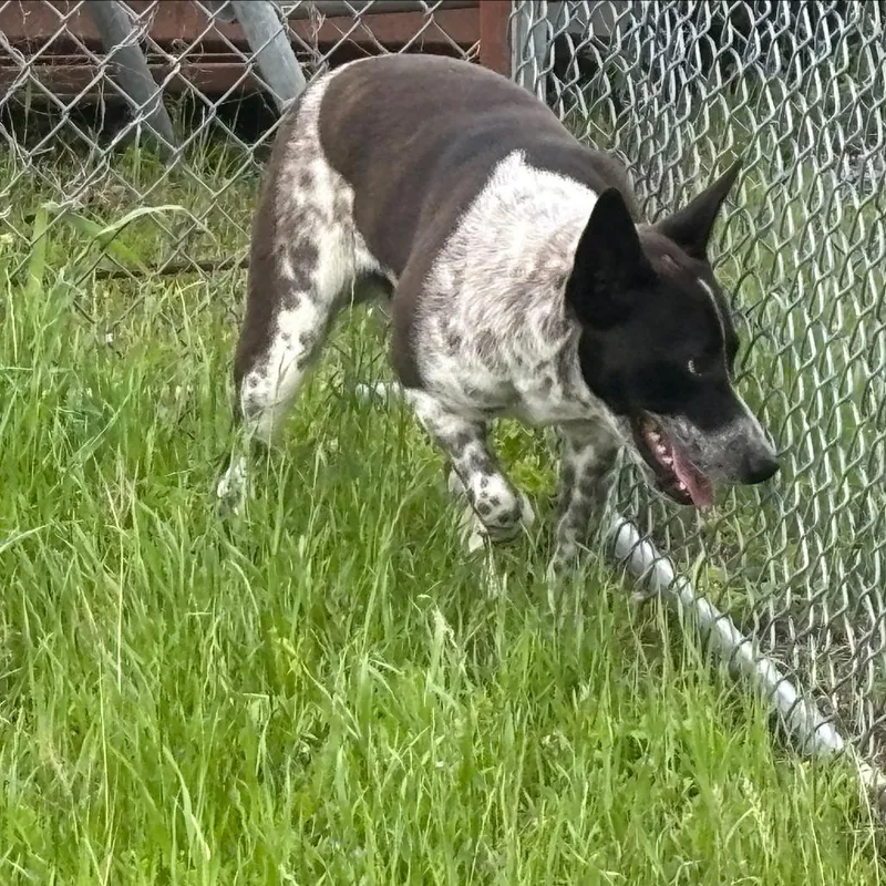 A young medium-sized male Black Australian Cattle Dog / Blue Heeler dog named Oreo for adoption in Austin, TX