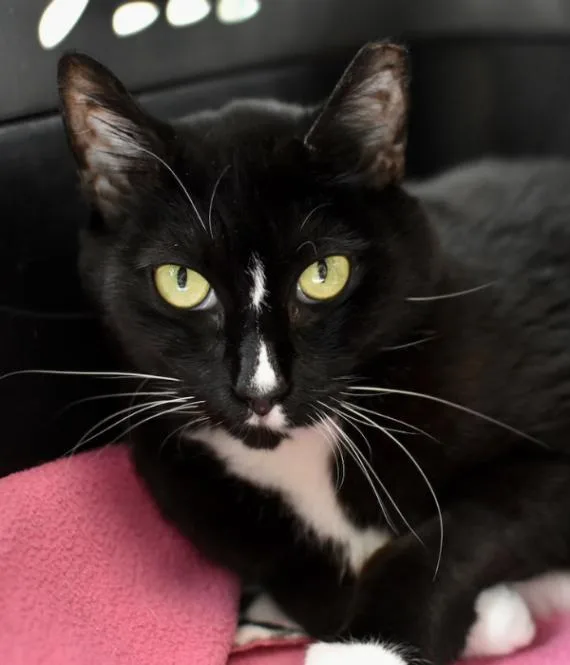 A senior medium-sized female Black & White / Tuxedo Domestic Short Hair cat named Sally for adoption in Marietta, GA