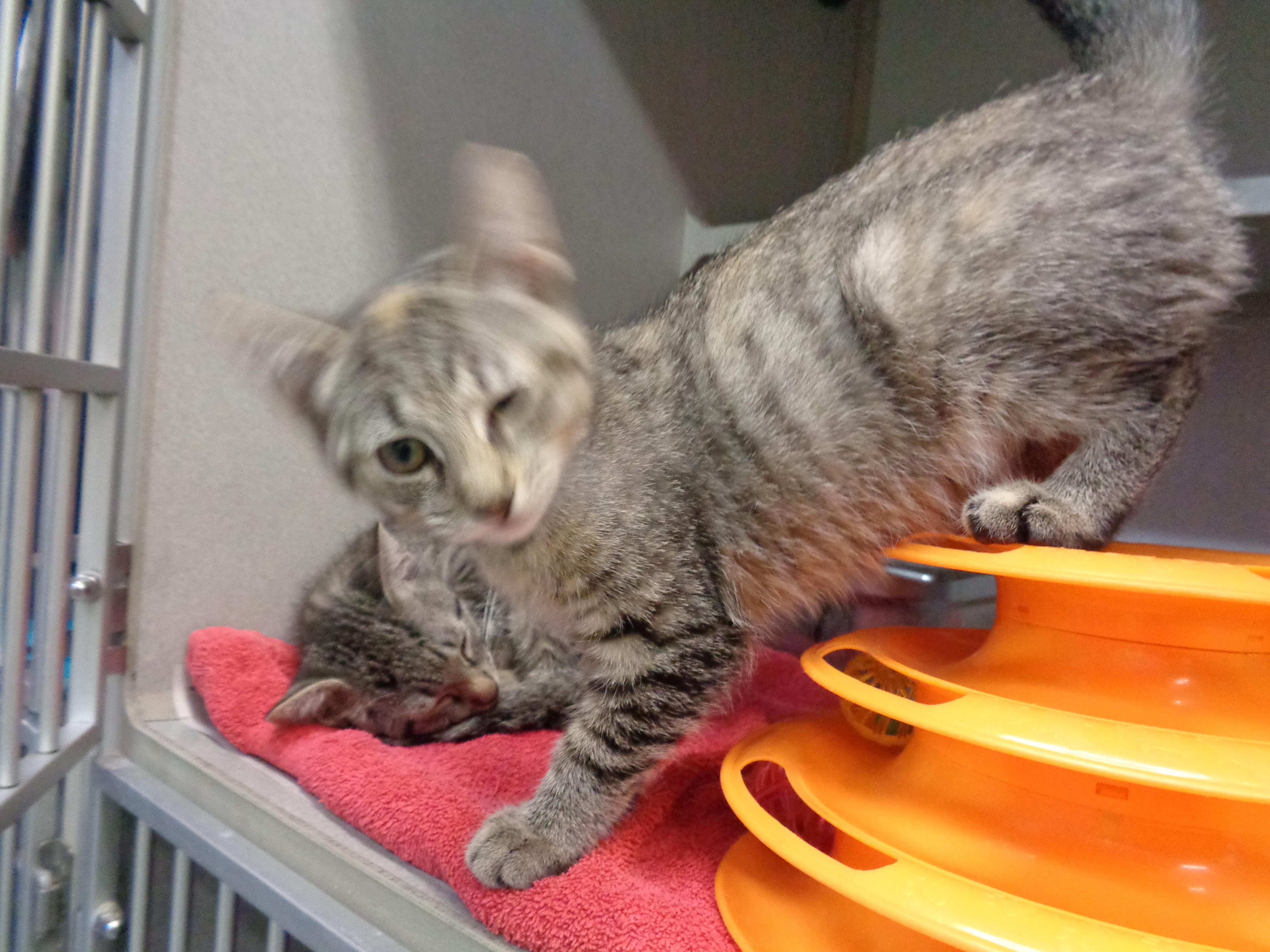 A baby small-sized female Buff / Tan / Fawn Tiger cat named Pyrex for adoption in Delhi, NY
