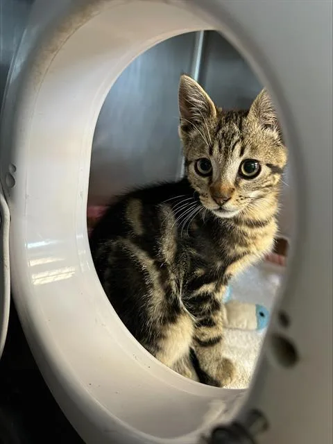 A baby small-sized male Domestic Short Hair cat named Barley for adoption in Santa Cruz, CA