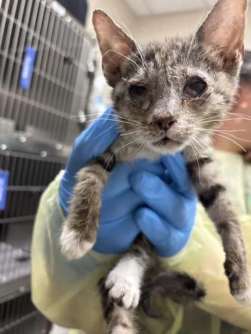 A baby small-sized male Domestic Short Hair cat named Fortune Cookie for adoption in Las Vegas, NV