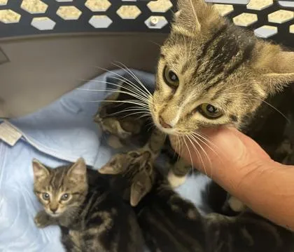 A young small-sized female Brown / Chocolate Domestic Short Hair cat named Mary for adoption in Sacramento, CA