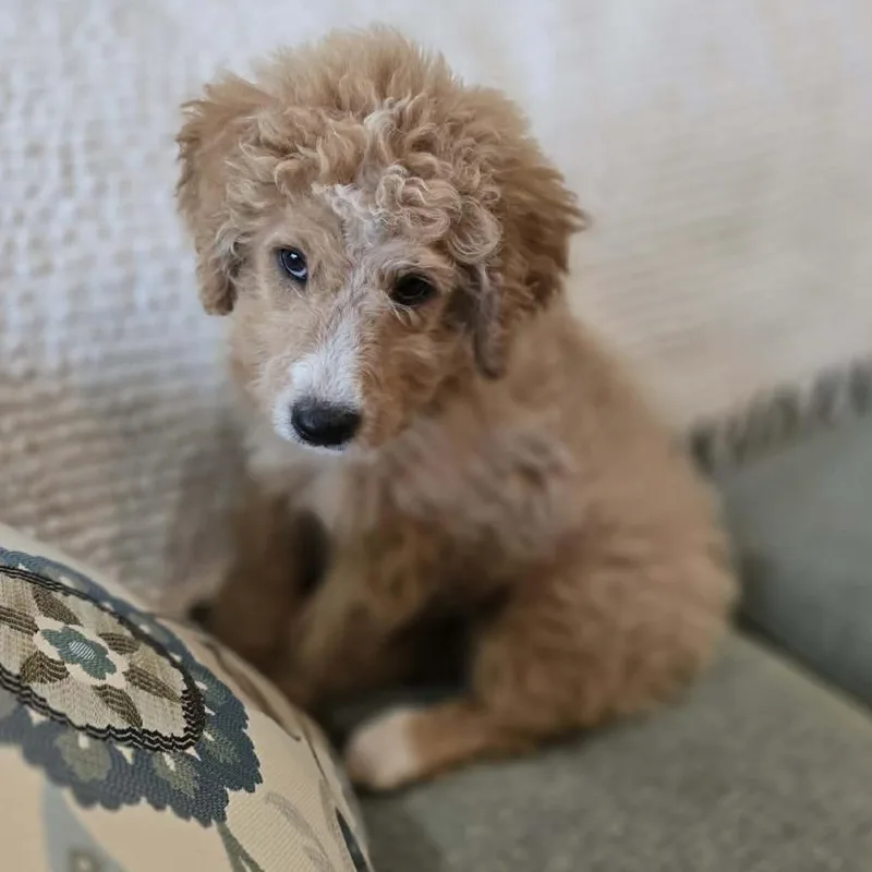 Phoebe thumbnail 2