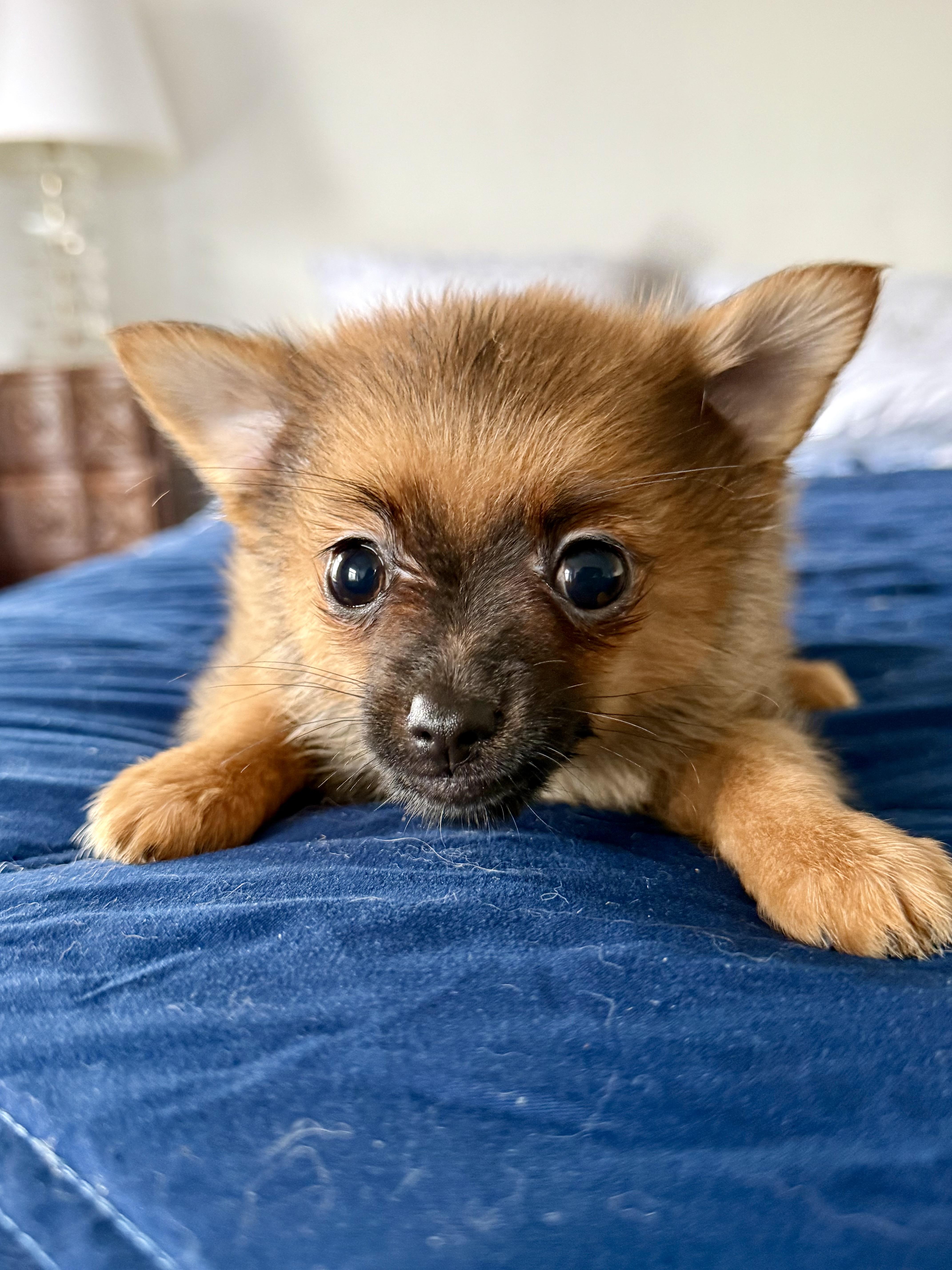 A baby small-sized female Golden Pomeranian dog named Frida Doggo for adoption in Tomkins Cove, NY