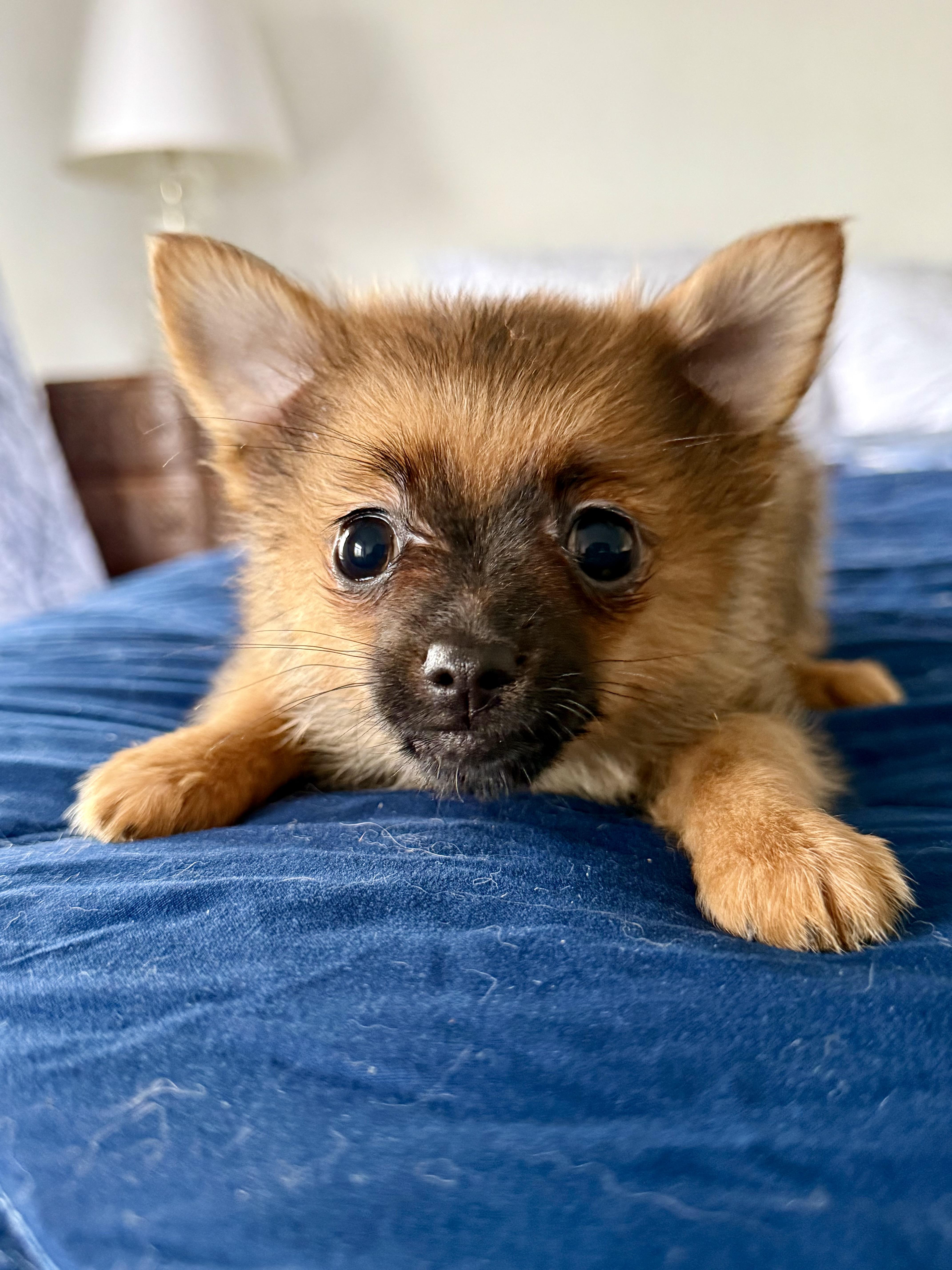 Frida Doggo thumbnail 2