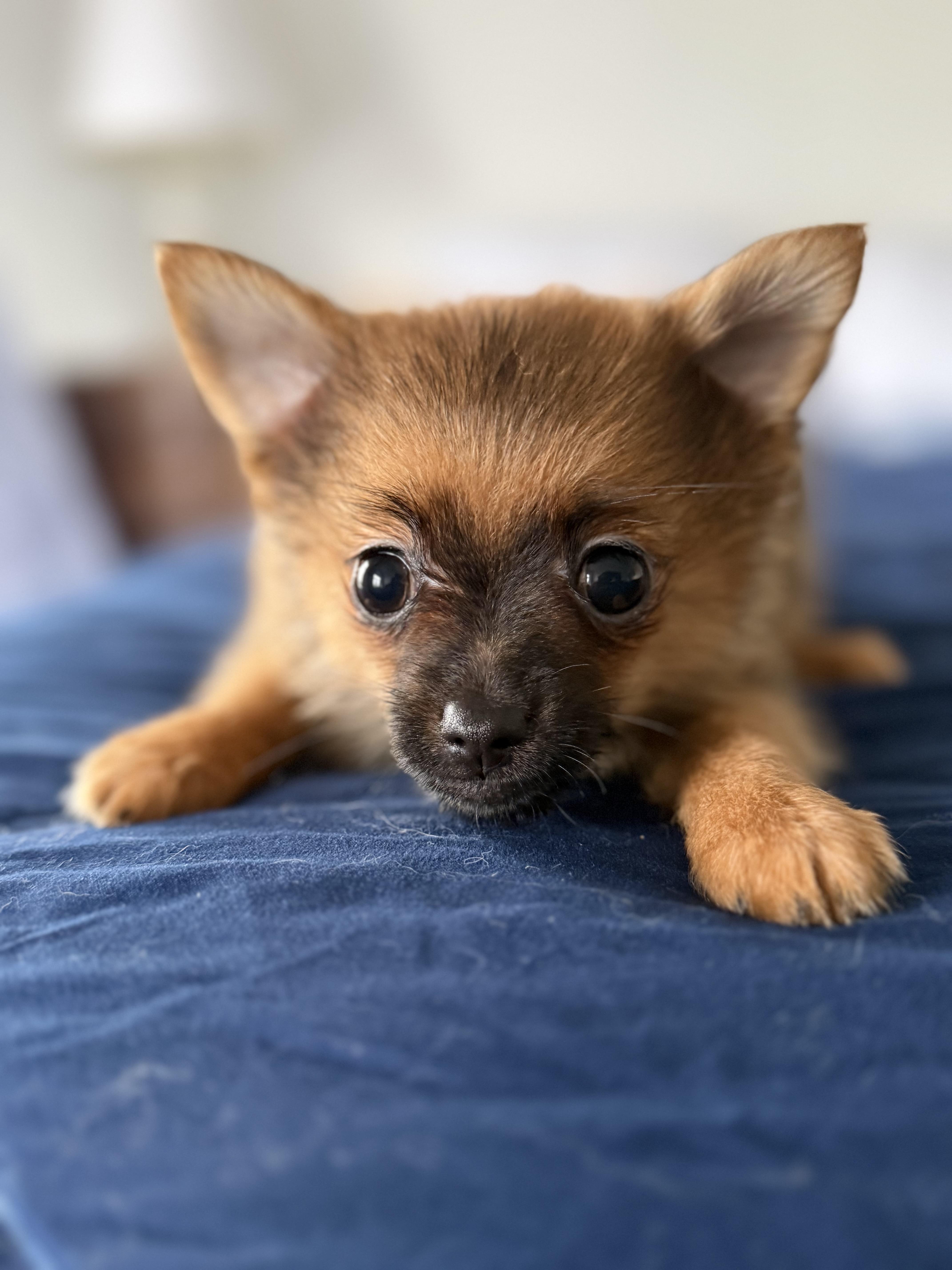 Frida Doggo thumbnail 3