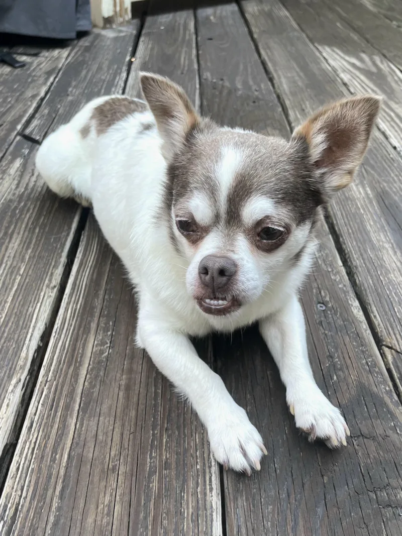 Duke