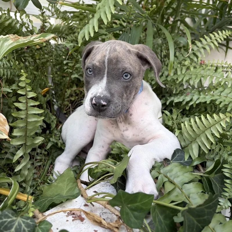 A baby small-sized male White / Cream Pit Bull Terrier dog named McFiggle for adoption in Washington, DC