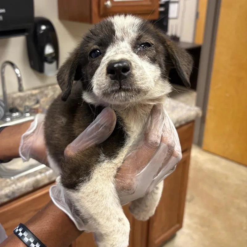 A baby small-sized male Brindle Labrador Retriever dog named Spanky  U for adoption in Tupelo, MS