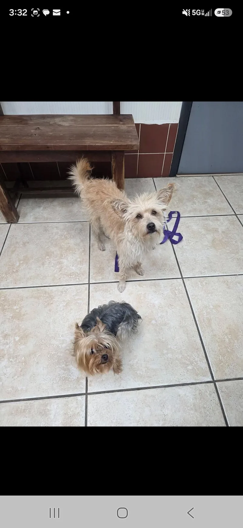 A young small-sized male Wirehaired Terrier dog named Levi for adoption in Miami, FL