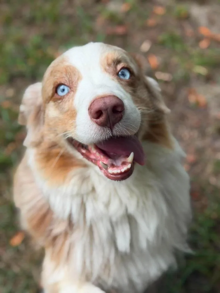 An adult medium-sized male Australian Shepherd dog named Copper for adoption in Ontario, CA