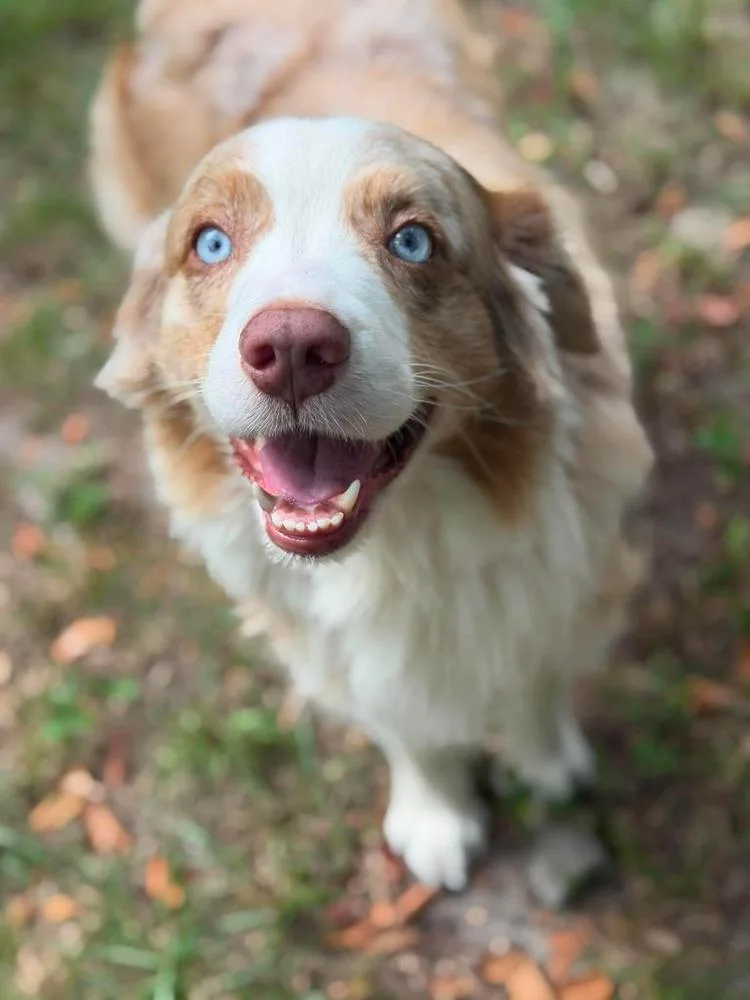 Copper thumbnail 3