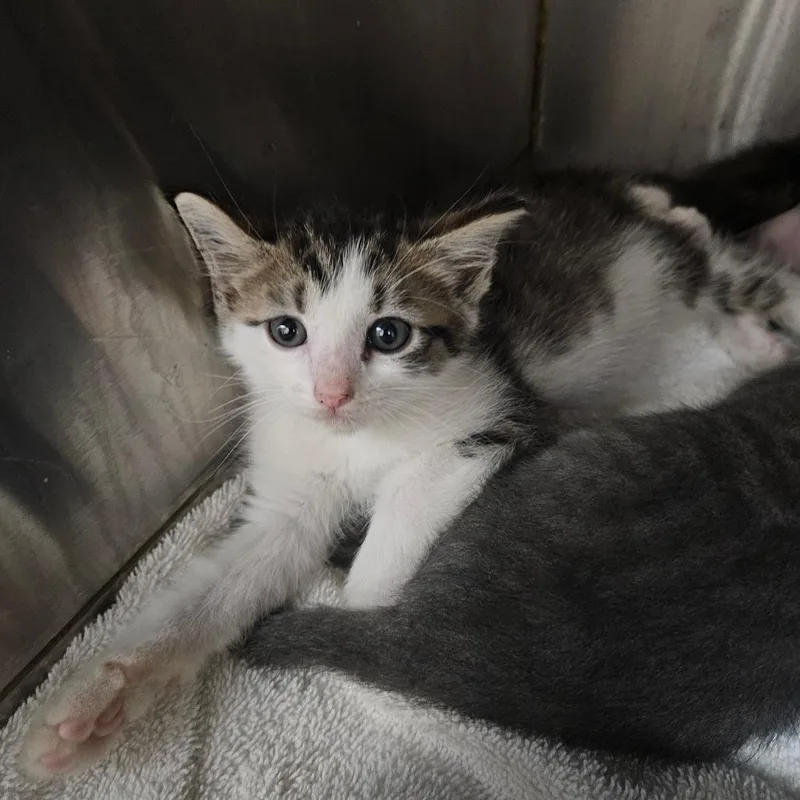 A baby small-sized female Brown / Chocolate Domestic Short Hair cat named Violin for adoption in Ridgely, MD