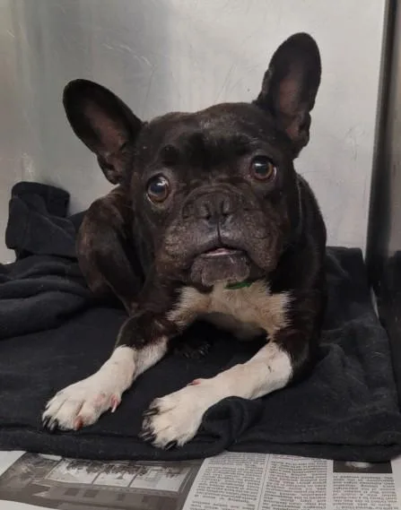 An adult medium-sized female French Bulldog dog named Gypsy for adoption in Los Angeles, CA