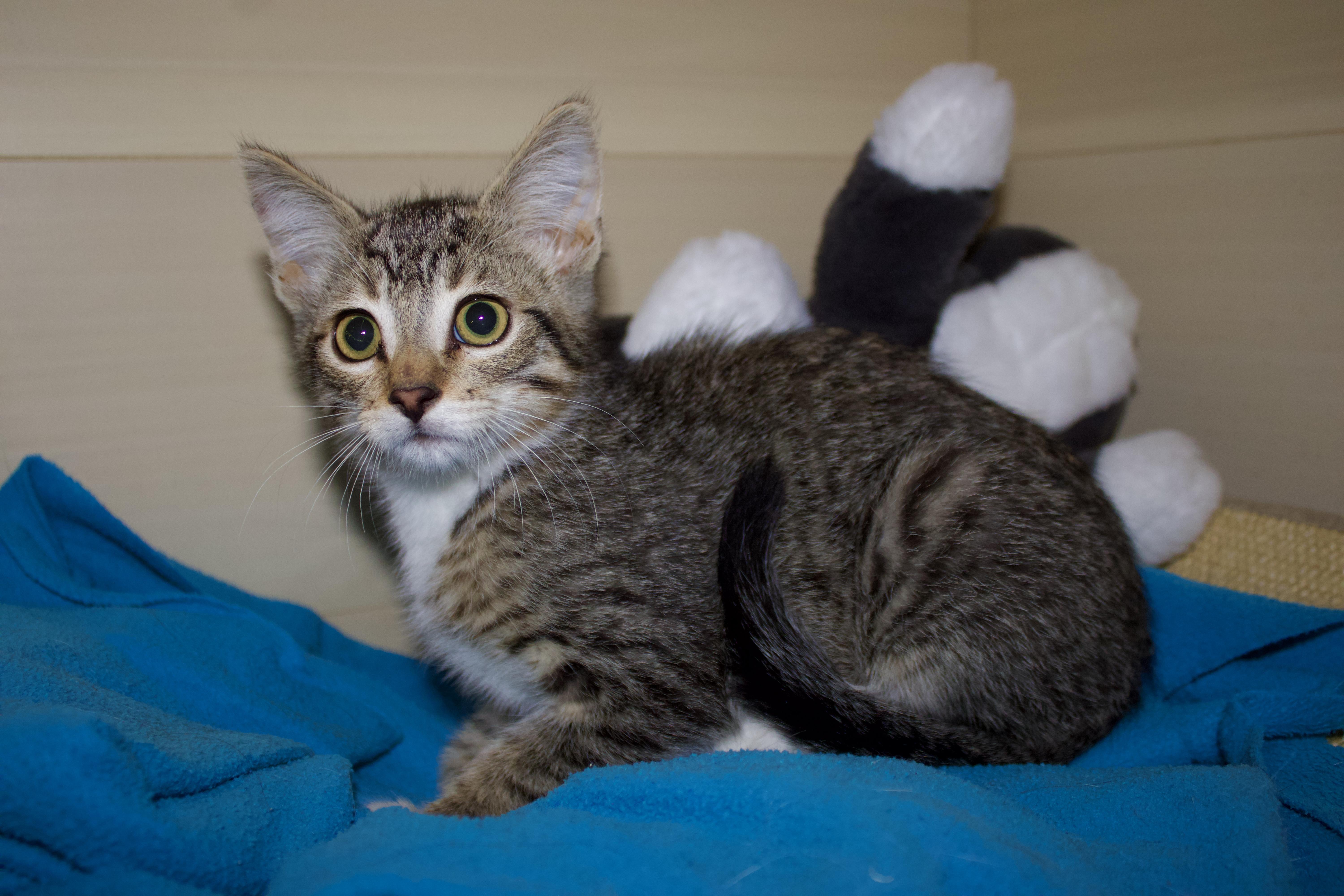 A baby small-sized male Tabby (Brown / Chocolate) Domestic Short Hair cat named Crumb for adoption in San Diego, CA
