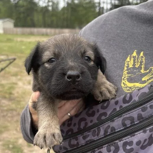 Milliefeuille Aka Milly