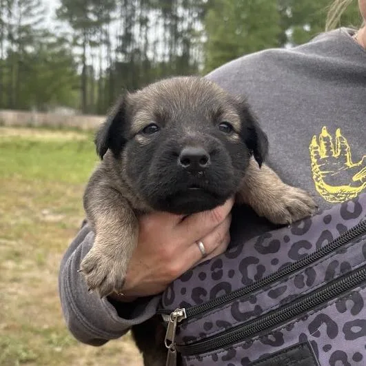 Milliefeuille Aka Milly thumbnail 2