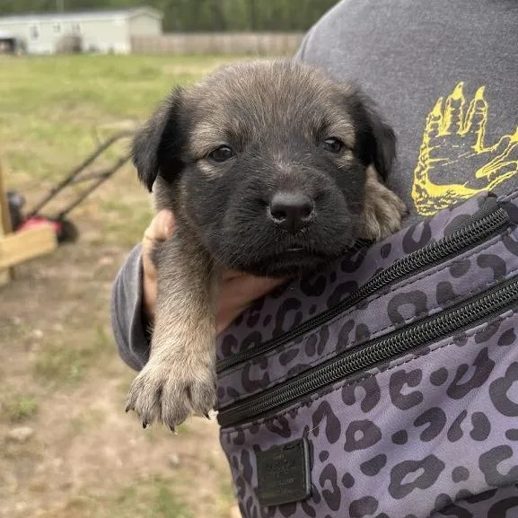 Milliefeuille Aka Milly thumbnail 3