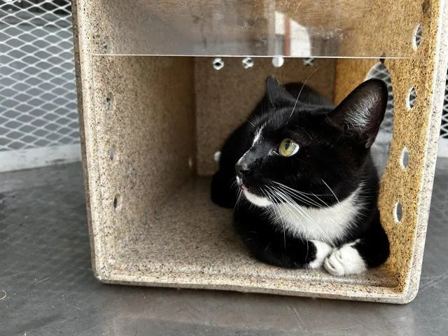 An adult small-sized male Domestic Short Hair cat named Junior for adoption in Fairfield, CA