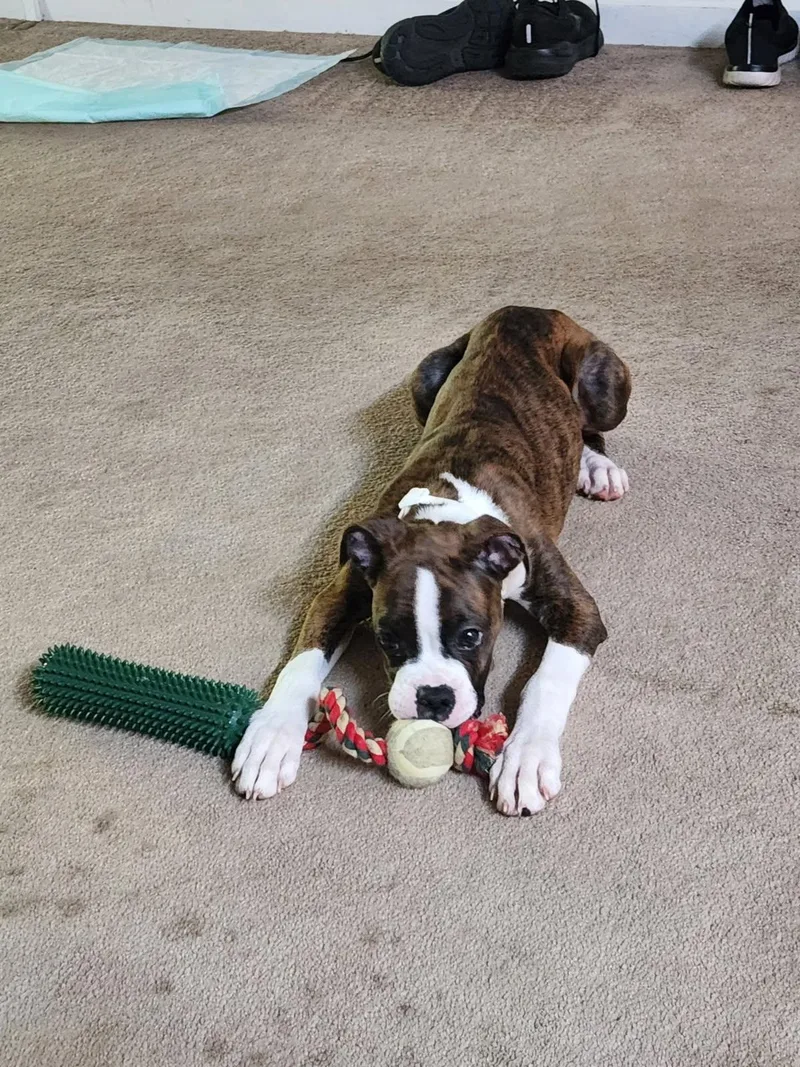 A baby medium-sized female Boxer dog named Chloe for adoption in Winder, GA
