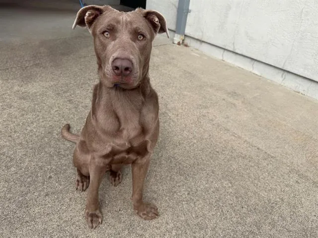 Goober