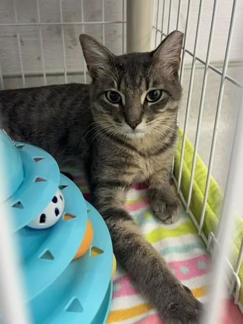 A young small-sized male Domestic Short Hair cat named Spirit for adoption in Naples, FL