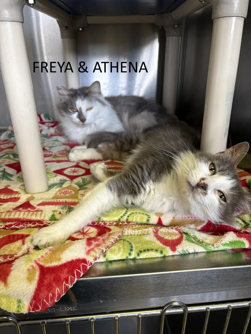 A young medium-sized female Gray & White Domestic Long Hair cat named Freya & Athena for adoption in Vernon, NJ