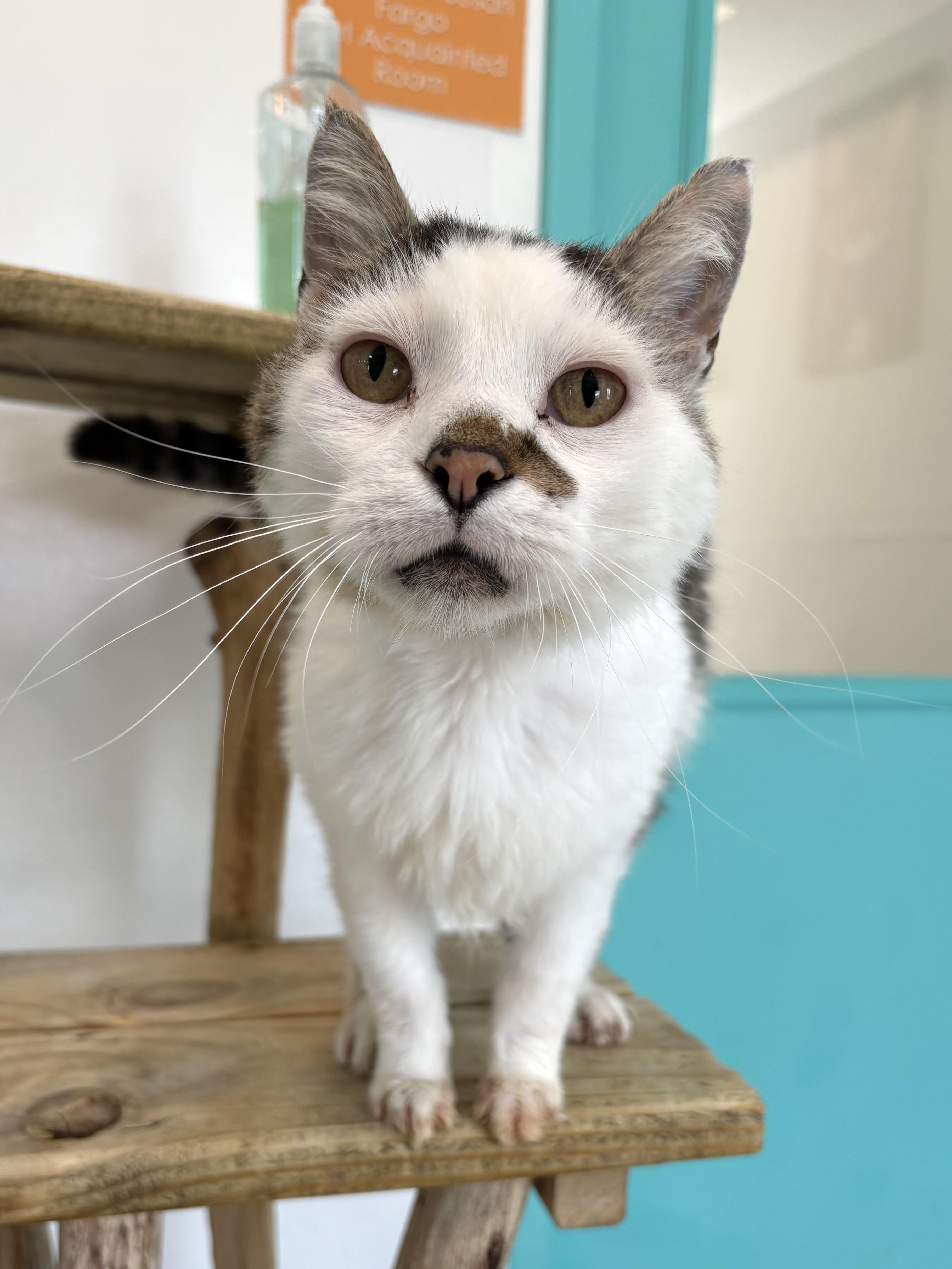 An adult medium-sized male White Domestic Short Hair cat named Jackson for adoption in Chicago, IL
