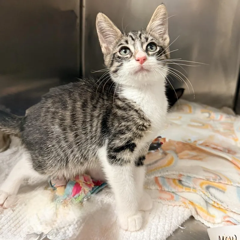 A baby medium-sized male Brown / Chocolate Domestic Short Hair cat named Rj for adoption in Palm Springs, CA