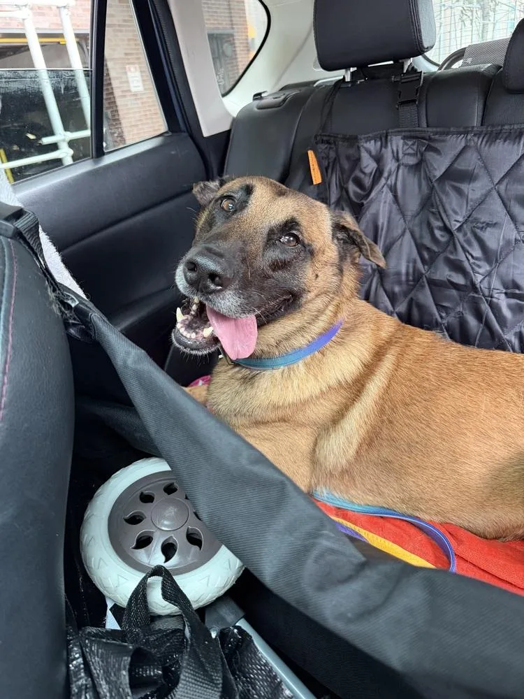 A young large-sized male Belgian Shepherd / Malinois dog named Fredo Located in for adoption in Imlay City, MI