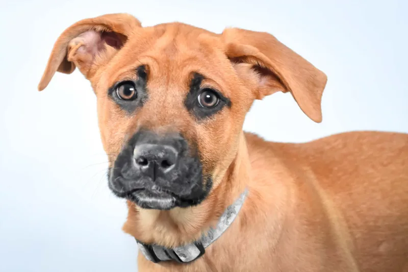 A baby small-sized female Black Mouth Cur dog named Oyster for adoption in Loveland, CO