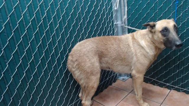 An adult medium-sized female Belgian Shepherd / Malinois dog named Nona for adoption in Downey, CA