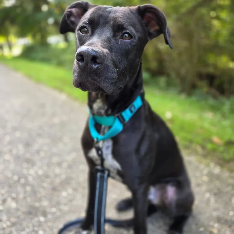 A young medium-sized male Black Terrier dog named Rupert for adoption in Warren, OH