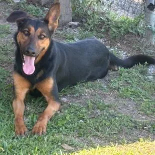 An adult medium-sized female Black German Shepherd Dog dog named Poppy for adoption in Webster, TX