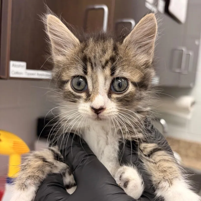A baby small-sized female Brown / Chocolate Domestic Medium Hair cat named Cupcake Purple for adoption in Marshall, VA