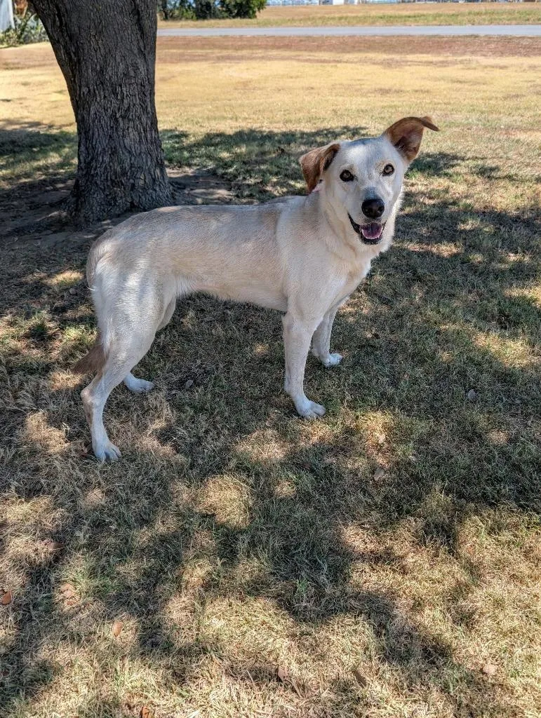 A young medium-sized female Labrador Retriever dog named Lily for adoption in Arlington, TX