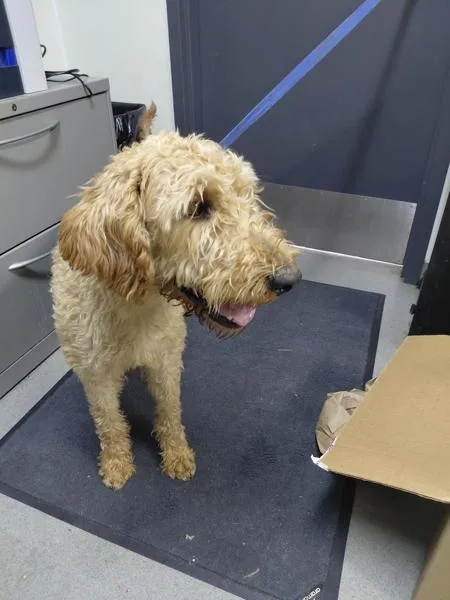 An adult large-sized male Labradoodle dog named Calvin for adoption in Tulare, CA