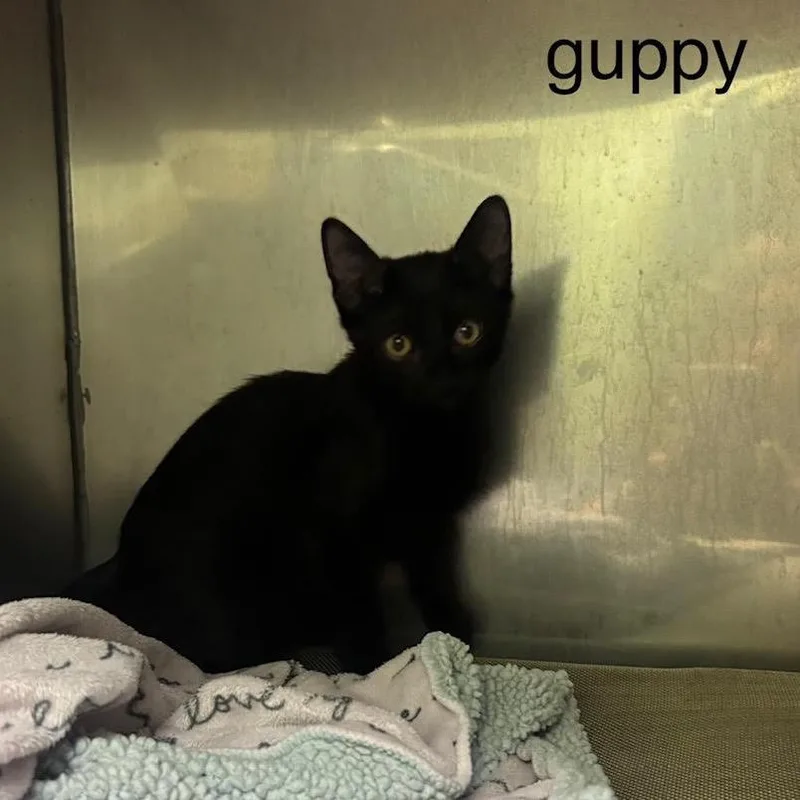 A baby small-sized male Black Domestic Short Hair cat named Guppy for adoption in League City, TX